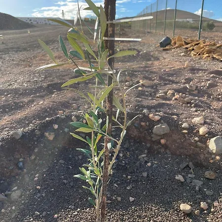 Daire Violante Tuineje