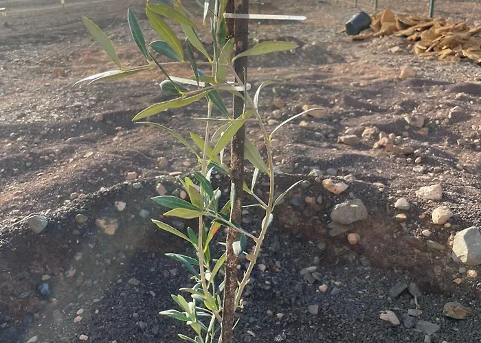 Apartment Violante Tuineje